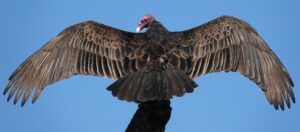 deuda con un fondo buitre